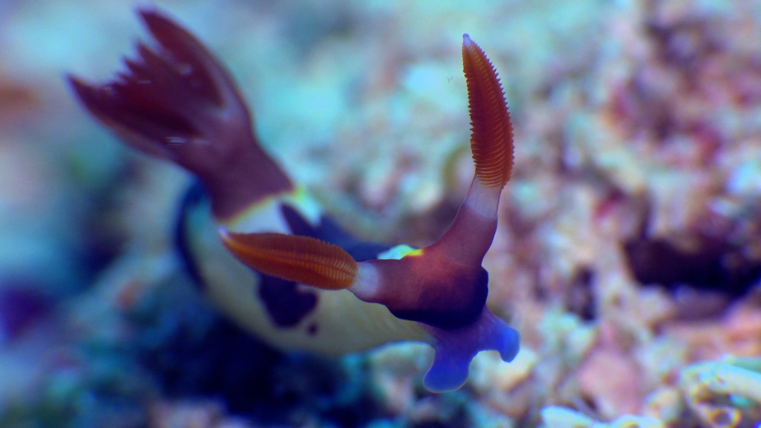 Photo-expo-Jersey-cow-nudi-scaled.jpeg